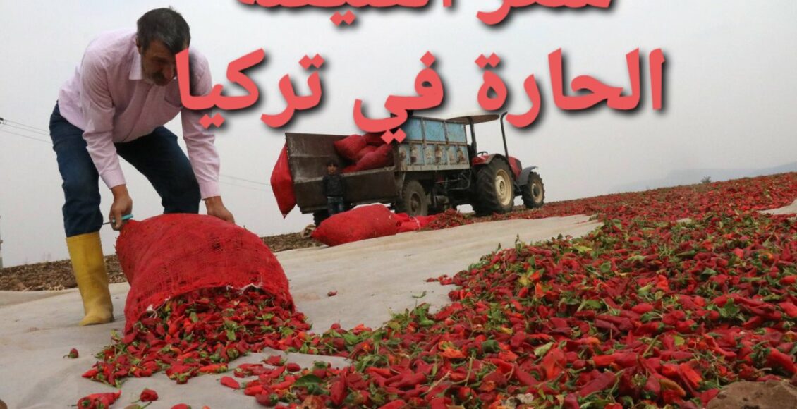 سعر الفليفلة الحارة ثاني منتج زراعي تشتهر به عنتاب بعد الفستق الحلبي