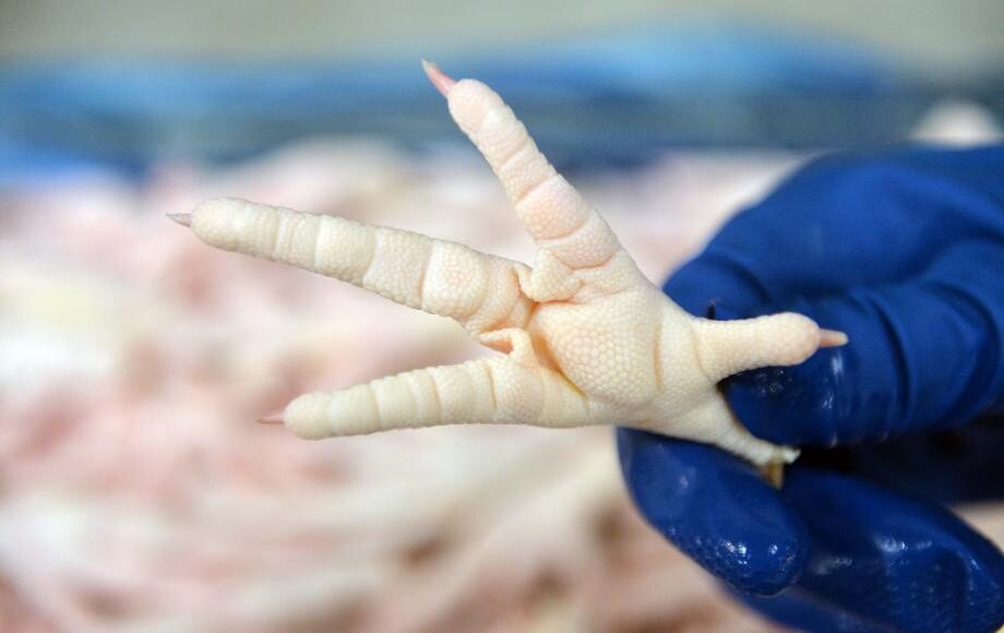 صادرات أرجل الدجاج من تركيا إلى الصين