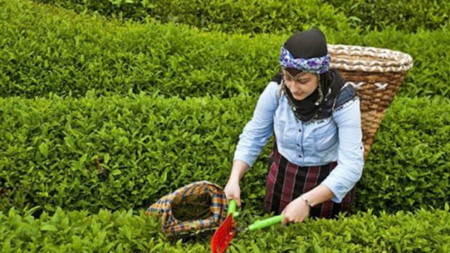 صادرات الشاي في تركيا 2020