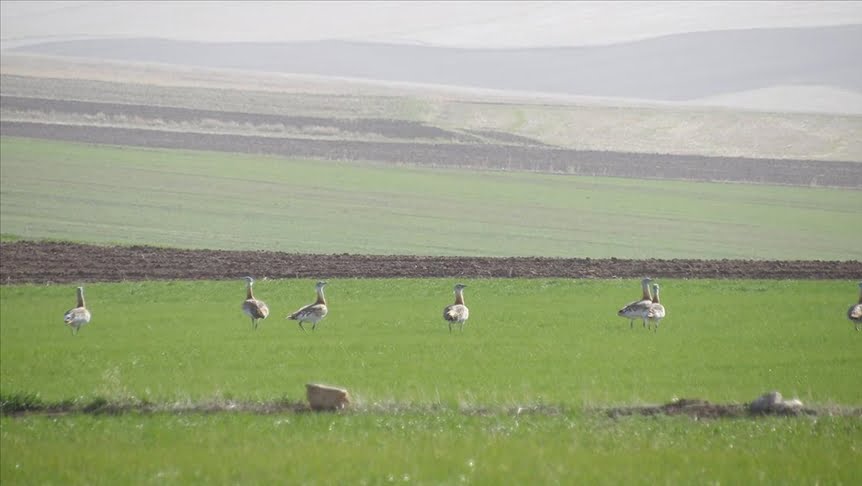 طيور الحبارى المهددة بالانقراض في تركيا