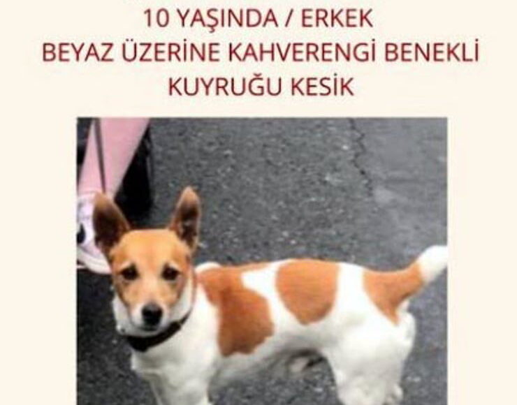 مكافأة 10 آلاف ليرة لمن يجد الكلب كارلوس