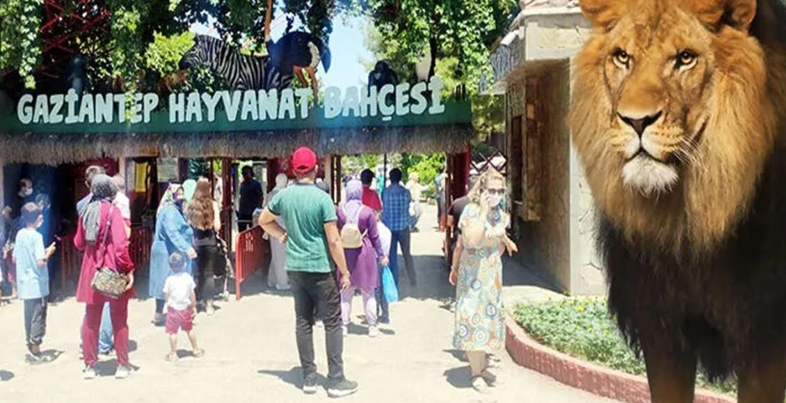 هروب أسد من حديقة الحيوانات في غازي عنتاب