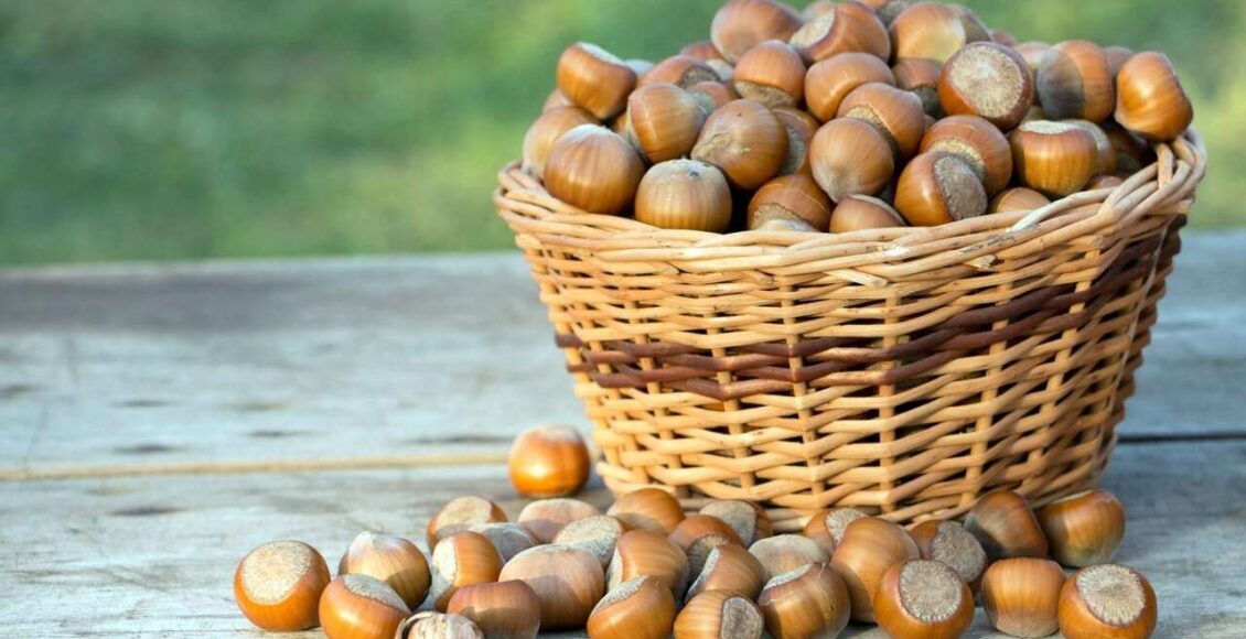 سعر البندق في تركيا