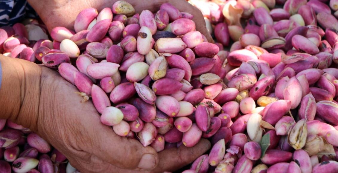 أسعار الفستق الحلبي في تركيا