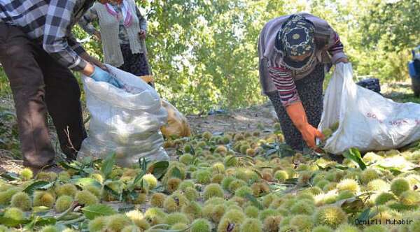 طريقة الحصاد ورأي المزارعين بـ سعر كيلو الكستناء في تركيا