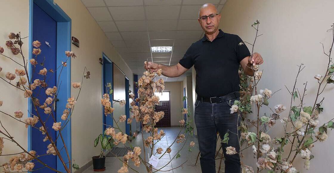 القطن الملون في تركيا