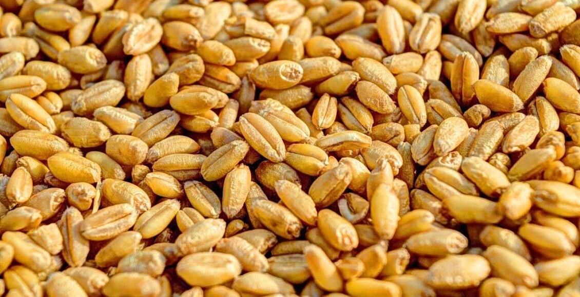 القمح في تركيا