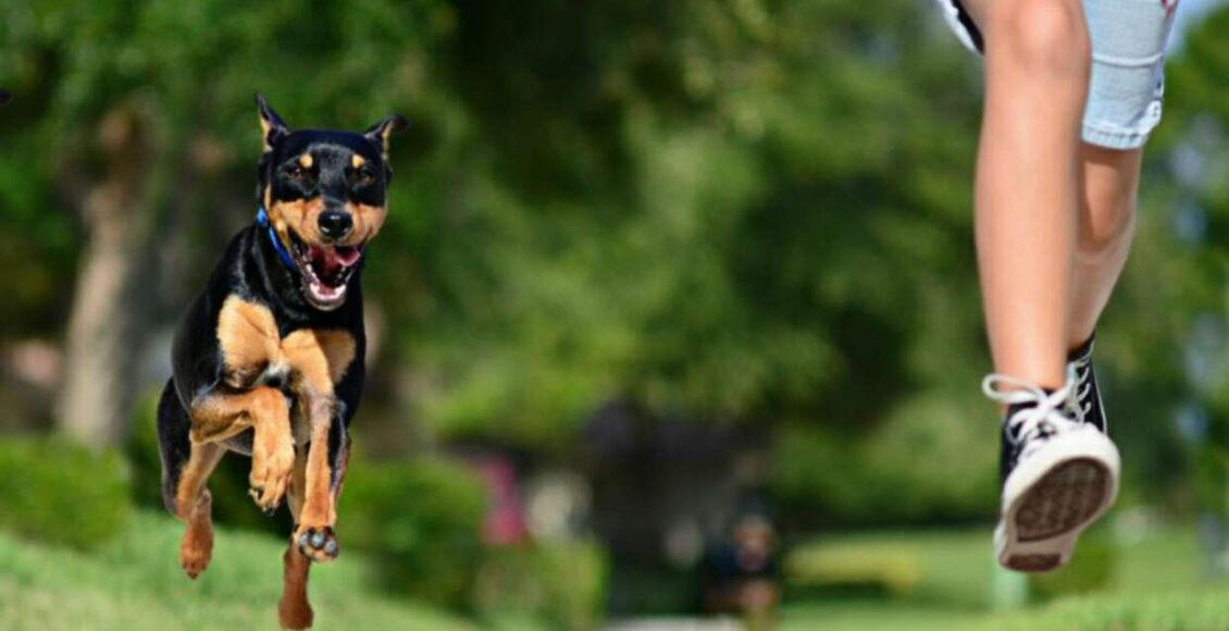 كيفية التعامل مع هجوم الكلب