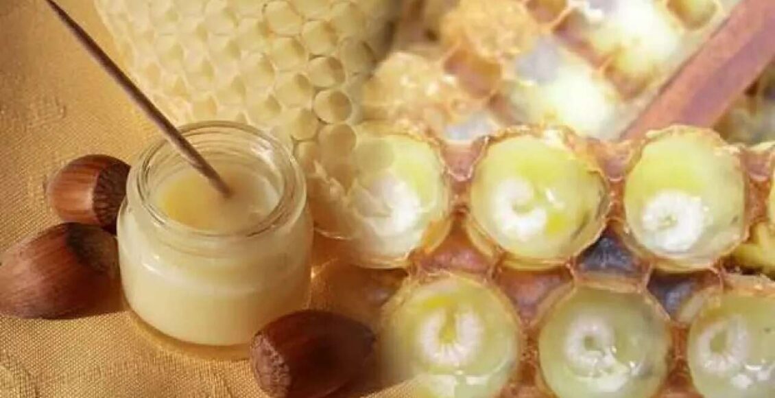 سعر غذاء ملكات النحل في تركيا