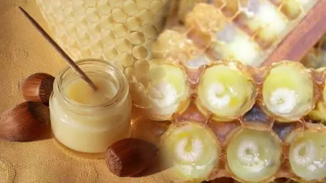 سعر غذاء ملكات النحل في تركيا