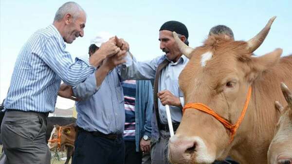 بيع الأضاحي في أسواق الماشية - سعر الأضاحي في تركيا للعام 2023