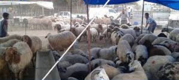 إحدى اسواق بيع الأضاحي في تركيا